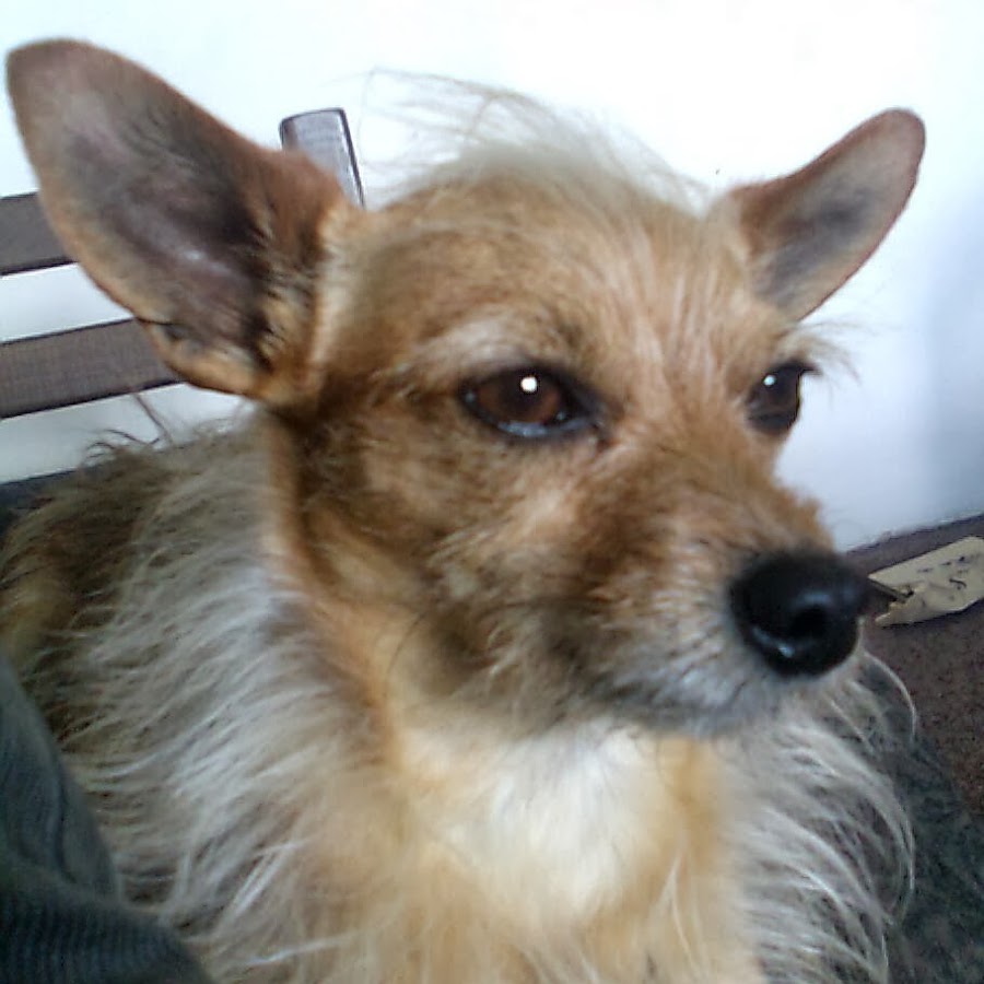 Stewie_Lukecza_is_a_dog