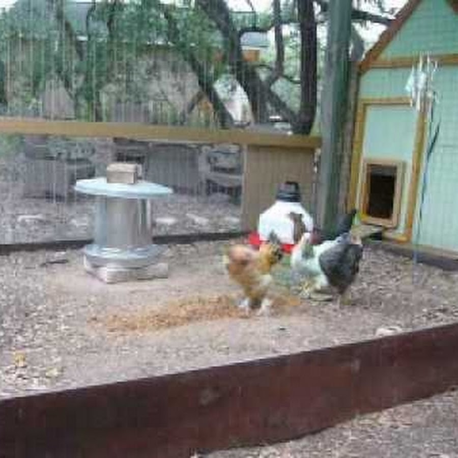 TexasChickens