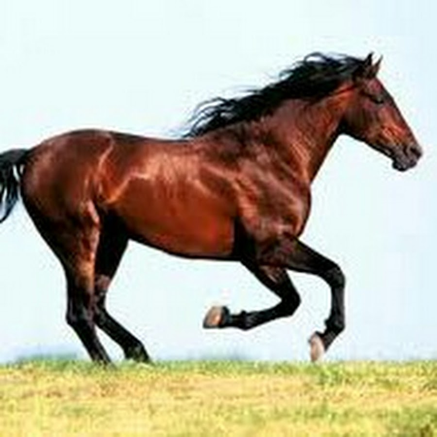 Mustang83m
