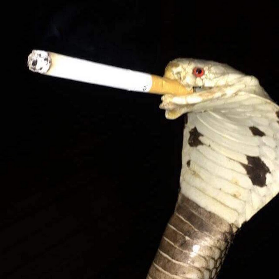 Talei S